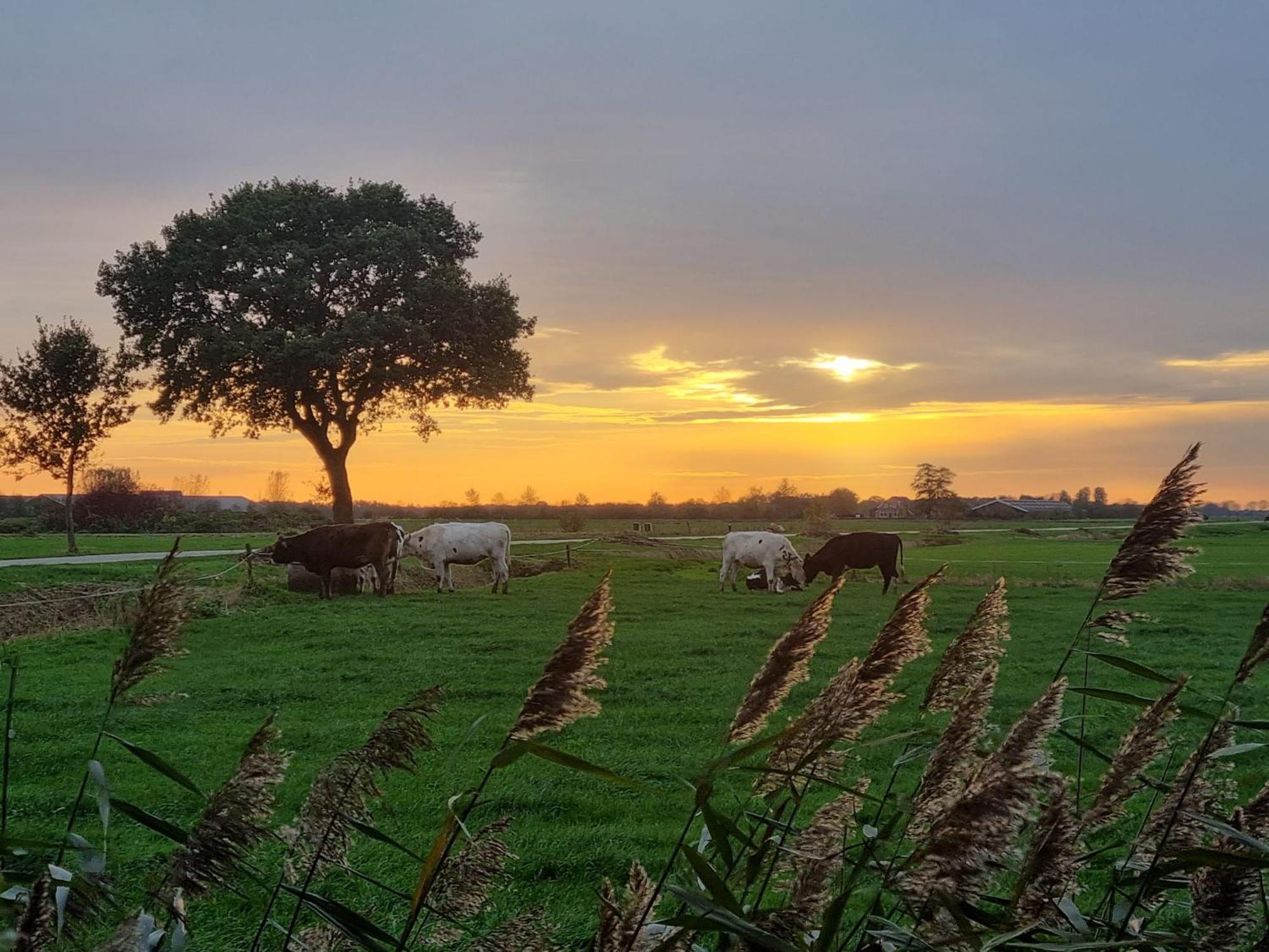 Guesthouse Het Gouden Eiland Veendam Exteriér fotografie